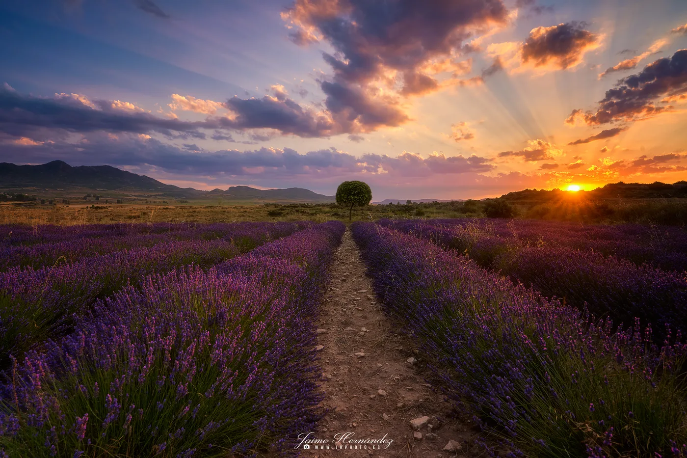 Campos de Lavanda de Zaén · Campo de San Juan, Moratalla, Murcia